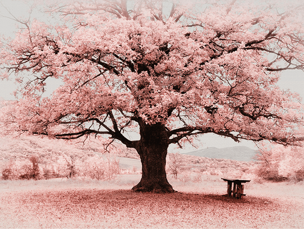 Pink Flowers Tree Wallpaper Murals-ChandeliersDecor.com